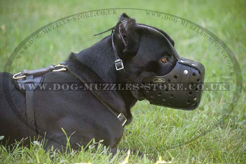 leather dog muzzle k9