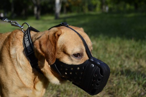 best dog muzzle types uk