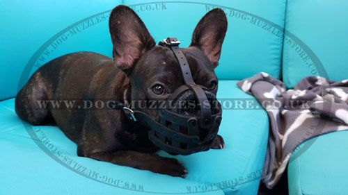 french bulldog basket muzzle for sale