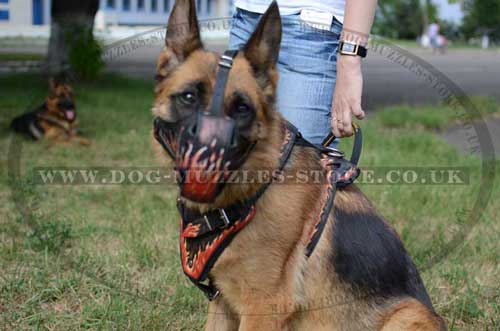 German Shepherd dog muzzle