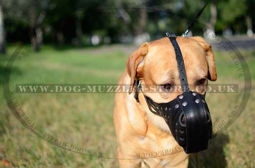 Leather Dog Muzzle for Large Dog Breeds