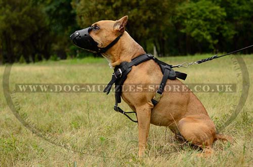 Medium Leather Dog Harness for Pitbull