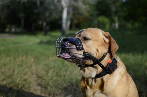 Wire Basket Dog Muzzle Types