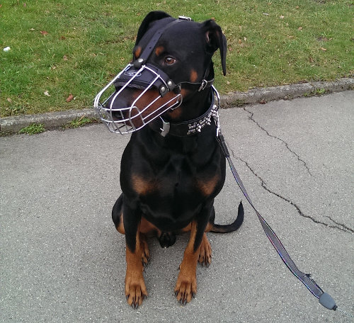 Buy Muzzles for Dogs UK