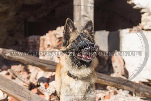 Belgian Shepherd Tervuren Dog Muzzle Cage