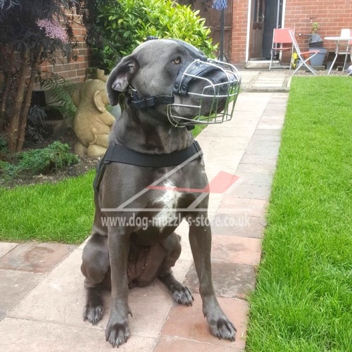 Dog wire basket muzzle
