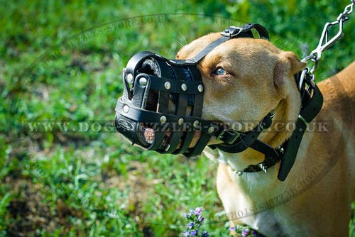 Leather Dog Muzzle for Pit Bull Terrier