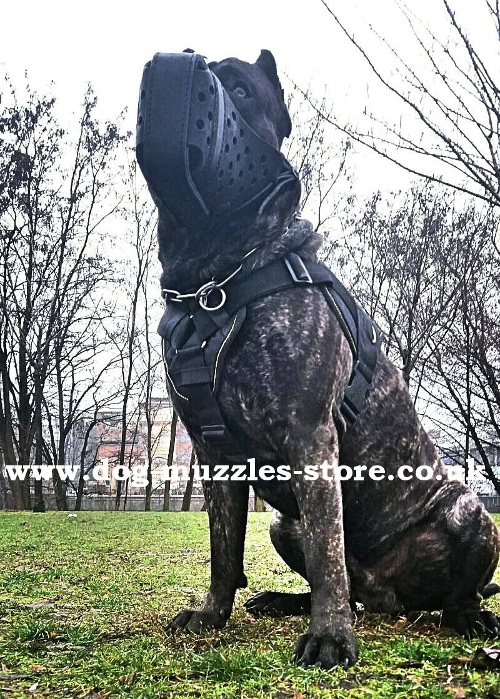 Cane Corsos Dog Muzzle for K9 Dogs