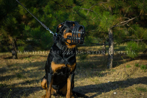 Basket Dog Muzzle for Rottweiler for Sale UK