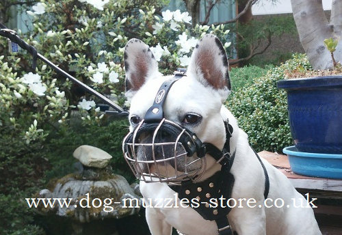 Flat Face Dog Muzzle Shape for the French Bulldog Dog Breed