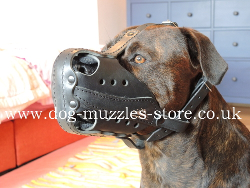 New attack dog muzzle
