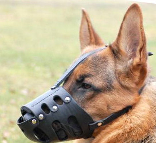 Best Muzzles For Dogs Uk Best Muzzles For Dogs Uk