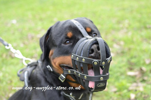 Leather Dog Muzzle UK for Rottweiler