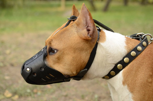 Leather Muzzle for Dog Training