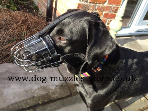 The Best Dog Muzzle for Labrador