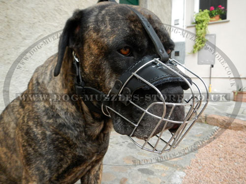 Basket Dog Muzzle for Cane Corso