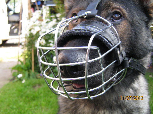 Basket Muzzles for Dogs UK