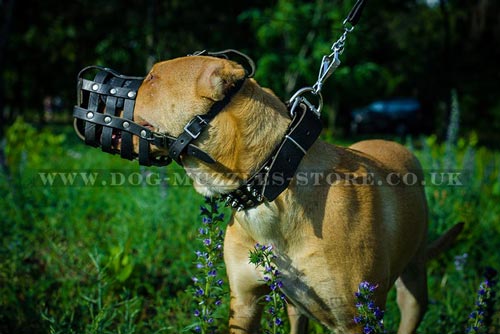 Pit bull muzzle for dogs UK