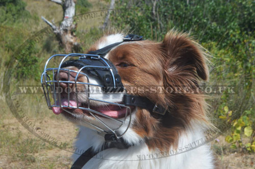 The Best Dog Muzzle for Australian Shepherd