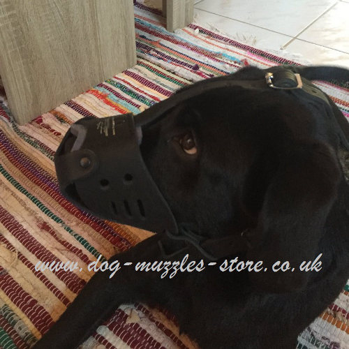 Leather Muzzle for Dogs Like Labrador