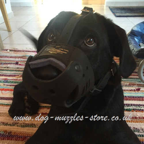 Leather Muzzle for Labrador Retriever