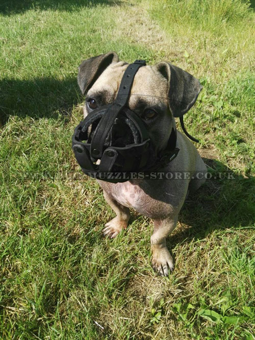 buy french bulldog basket muzzle UK