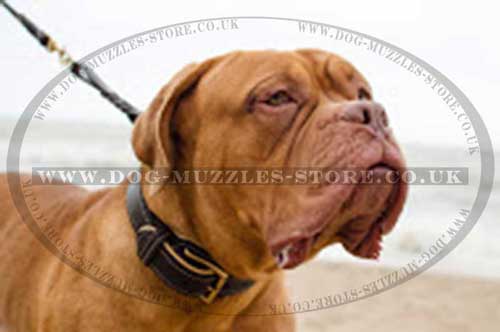Dogue De Bordeaux Collar Soft Padded with Nappa