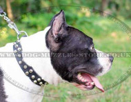 Leather Dog Collar with Studs for Amstaff