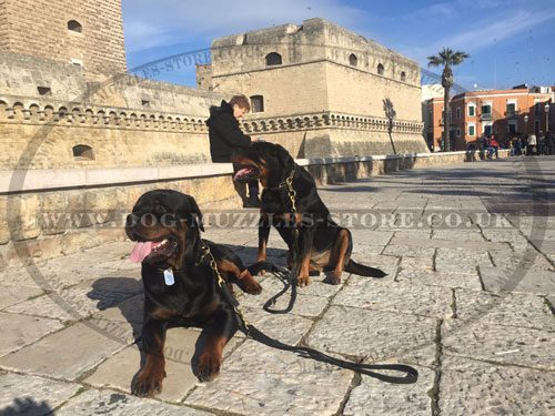 2 dog lead for Rottweilers buy online