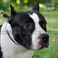 Padded Dog Collar Soft Leather | Choke Dog Collar for Amstaff