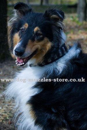 Collie Dog Breed Information