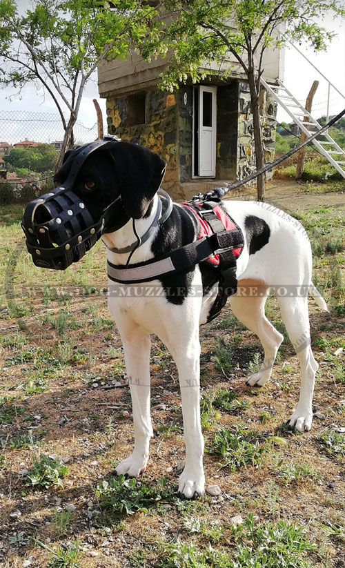 leather dog muzzle for Great Dane
