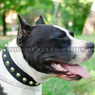 Staffordshire Bull Terrier Collar with Pyramids | Staffie Collar