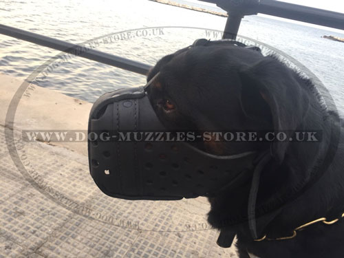 leather muzzles for Rottweiler online