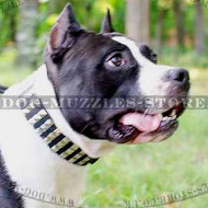 Studded Dog Collar for Amstaff | Amstaff Collar Glancing Style