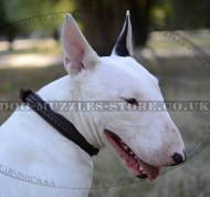 The Best Collar for English Bull Terrier with Belt Buckle, 2 Ply