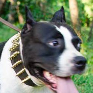 Wide Dog Collars with Brass Spikes for Amstaff