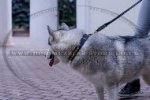 Luxurious Brass Studded Dog Collar For Siberian Husky