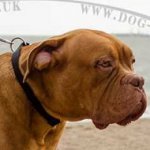 Dogue De Bordeaux Collars with Buckle | Nylon Collars for Dogs