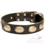 Fashion Dog Collar | Studded Designer Dog Collar