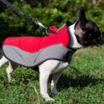 Buy French Bulldog Jacket to Walk Your Doggy in Any Weather!