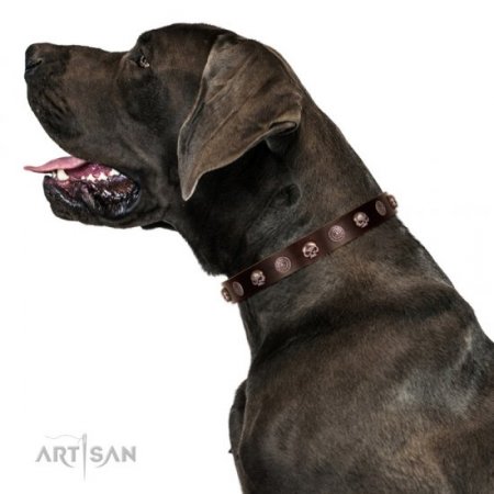 Adorable Dark Brown Leather Dog Collar With Skulls FDT Artisan