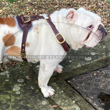 Large, Soft and Strong Leather Dog Harness with Brass Fittings