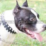 Special Dog Collar for Staffy | Spiked Dog Collar for Amstaff