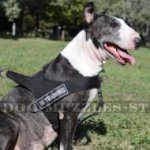 Bestseller English Bull Terrier Harness UK for Stop Dog Pulling