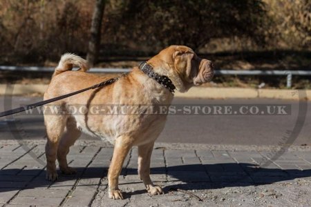 "Perfect Look" Ultramodern Brown Leather Dog Collar For Shar Pei