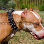 Dog Collars UK New Dog Fashion | Dog Collar for Pit Bull Terrier