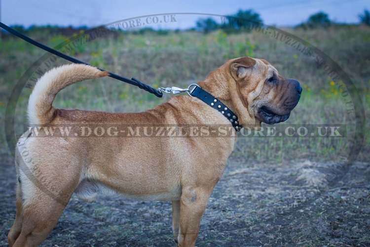 "Fancy Studs" Black Leather Dog Collar For Shar Pei