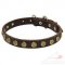 Leather Dog Collar Brass Studded | Small Dog Collar UK