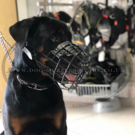 The Best and Safest Dog Muzzle Basket Type For Any Weather